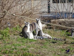 Tiergarten Schönbrunn am 05.03.2026